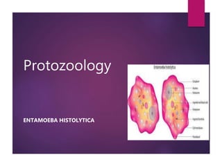 Protozoology
ENTAMOEBA HISTOLYTICA
 