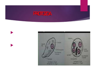 PROTOZOA


 