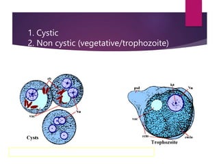 1. Cystic
2. Non cystic (vegetative/trophozoite)
 