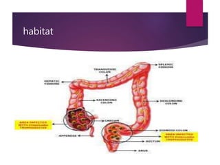 habitat
 