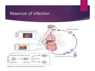 Reservoir of infection
 