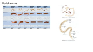 Comprehensive Visual Guide to Parasite Figures for Medical Examination ...
