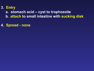3.  Entry   a.  stomach acid – cyst to trophozoite b. attach  to small intestine with  sucking disk 4.  Spread - none   
