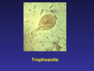 Trophozoite 