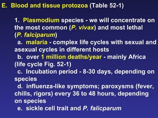 E.  Blood and tissue protozoa  (Table 52-1)   1.  Plasmodium  species - we will concentrate on the most common ( P. vivax ) and most lethal ( P.   falciparum ) a.  malaria  - complex life cycles with sexual and asexual cycles in different hosts b.  over  1 million deaths/year  - mainly Africa (life cycle Fig. 52-1) c.  Incubation period - 8-30 days, depending on species d.  influenza-like symptoms; paroxysms (fever, chills, rigors) every 36 to 48 hours, depending on species  e.  sickle cell trait and  P. falicparum 