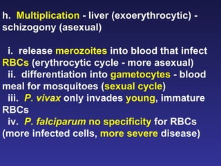 h.  Multiplication  - liver (exoerythrocytic) - schizogony (asexual) i.  release  merozoites  into blood that infect  RBCs  (erythrocytic cycle - more asexual) ii.  differentiation into  gametocytes  - blood meal for mosquitoes ( sexual cycle ) iii.  P. vivax  only invades  young , immature RBCs iv.  P. falciparum  no specificity  for RBCs (more infected cells,  more severe  disease) 
