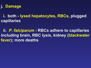 j.  Damage i.  both -  lysed hepatocytes ,  RBCs , plugged capillaries  ii.  P. falciparum  - RBCs adhere to capillaries including brain, RBC lysis, kidney ( blackwater fever ); more deaths 