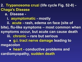 2.  Trypanosoma cruzi  (life cycle Fig. 52-8) -  Chaga's Disease a.  Disease -  i.  asymptomatic  - mostly ii.  acute  - rash, edema on face (site of bite), flu-like symptoms – most common when symptoms occur, but acute can cause death iii.  chronic  – rare but serious ●  g.i. tract nerve damage  leading to megacolon  ●  heart  - conductive problems and cardiomyopathy,  sudden death 