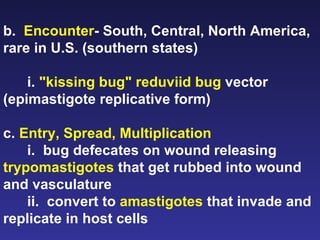 b.  Encounter - South, Central, North America, rare in U.S. (southern states) i.   &quot;kissing bug&quot; reduviid bug  vector (epimastigote replicative form) c. Entry, Spread, Multiplication i.   bug defecates on wound releasing  trypomastigotes  that get rubbed into wound and vasculature ii.  convert to  amastigotes  that invade and replicate in host cells   