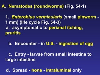 A.  Nematodes (roundworms)  (Fig. 54-1) 1.  Enterobius vermicularis  (small  pinworm  - 1 mm) (life cycle Fig. 54-3) a.  asymptomatic to  perianal itching, pruritis b.  Encounter - in  U.S.  -  ingestion of egg c.  Entry - larvae from small intestine to large intestine d.  Spread -  none  -  intraluminal  only 