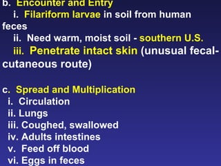 b.  Encounter and Entry i.  Filariform larvae  in soil from human feces ii.  Need warm, moist soil -  southern U.S. iii.  Penetrate intact skin  (unusual fecal-cutaneous route) c .  Spread and Multiplication i.  Circulation ii. Lungs iii. Coughed, swallowed iv. Adults intestines v.  Feed off blood vi. Eggs in feces 