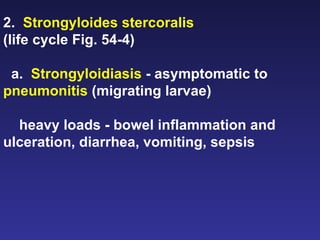 2.  Strongyloides stercoralis   (life cycle Fig. 54-4) a.  Strongyloidiasis  - asymptomatic to  pneumonitis  (migrating larvae) heavy loads - bowel inflammation and ulceration, diarrhea, vomiting, sepsis  