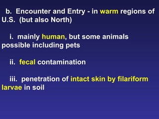 b.  Encounter and Entry - in  warm  regions of U.S.  (but also North) i.  mainly  human , but some animals possible including pets ii.  fecal  contamination iii.  penetration of  intact skin by filariform larvae  in soil 