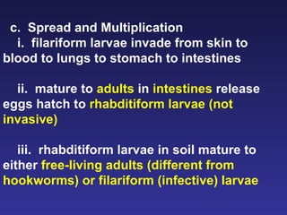 c.  Spread and Multiplication i.  filariform larvae invade from skin to blood to lungs to stomach to intestines  ii.  mature to  adults  in  intestines  release eggs hatch to  rhabditiform larvae (not invasive) iii.  rhabditiform larvae in soil mature to either  free-living adults (different from hookworms) or filariform (infective) larvae  