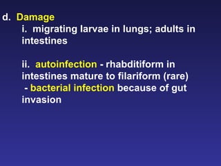 d.  Damage i.  migrating larvae in lungs; adults in intestines ii.  autoinfection  - rhabditiform in intestines mature to filariform (rare) -  bacterial infection  because of gut invasion 