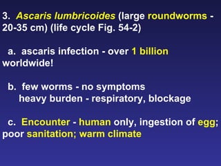 3.  Ascaris lumbricoides  (large  roundworms  - 20-35 cm) (life cycle Fig. 54-2)  a.  ascaris infection - over  1 billion  worldwide!  b.  few worms - no symptoms heavy burden - respiratory, blockage c.  Encounter  -  human  only, ingestion of  egg ; poor  sanitation; warm climate 