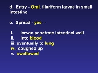 d.  Entry -  Oral , filariform larvae in small intestine e.  Spread -  yes  –  i. larvae penetrate intestinal wall  ii. into  blood   iii. eventually to  lung iv.  coughed up  v.  swallowed 