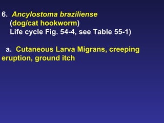 6.  Ancylostoma braziliense   ( dog/cat hookworm ) Life cycle Fig. 54-4, see Table 55-1) a.  Cutaneous Larva Migrans, creeping eruption, ground itch 