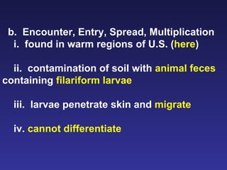 b.  Encounter, Entry, Spread, Multiplication i.  found in warm regions of U.S. ( here ) ii.  contamination of soil with  animal feces  containing  filariform larvae iii.  larvae penetrate skin and  migrate iv.  cannot differentiate 