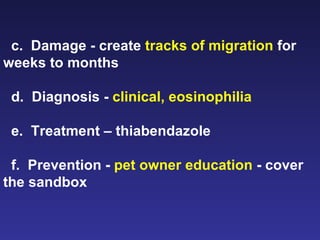 c.  Damage - create  tracks of migration  for weeks to months d.  Diagnosis -  clinical, eosinophilia e.  Treatment – thiabendazole f.  Prevention -  pet owner education  - cover the sandbox  