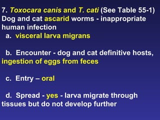 7.  Toxocara canis  and  T. cati  (See Table 55-1) Dog and cat  ascarid  worms - inappropriate human infection a.  visceral larva migrans b.  Encounter - dog and cat definitive hosts,  ingestion of eggs from feces c.  Entry –  oral d.  Spread -  yes  - larva migrate through tissues but do not develop further 