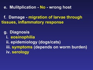 e.  Mulitplication -  No  - wrong host f.  Damage -  migration of larvae through tissues, inflammatory response g.  Diagnosis  i.  eosinophilia ii. epidemiology (dogs/cats) iii.  symptoms  (depends on worm burden) iv.  serology 