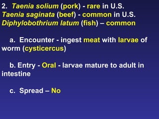 2.  Taenia solium  ( pork ) -  rare  in U.S. Taenia saginata  ( beef ) -  common  in U.S. Diphylobothrium latum  ( fish ) –  common a.  Encounter - ingest  meat  with  larvae  of worm ( cysticercus ) b. Entry -  Oral  - larvae mature to adult in intestine c.  Spread –  No 