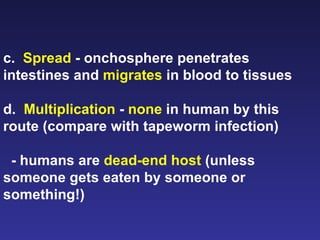 c.  Spread  - onchosphere penetrates intestines and  migrates  in blood to tissues d.  Multiplication  -  none  in human by this route (compare with tapeworm infection) - humans are  dead-end host  (unless someone gets eaten by someone or something!) 