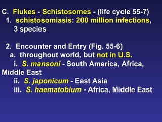 C.  Flukes  -  Schistosomes  - (life cycle 55-7) 1.  schistosomiasis :  200 million infections ,  3 species 2.  Encounter and Entry (Fig. 55-6) a.  throughout world, but  not in U.S. i.  S. mansoni   - South America, Africa, Middle East ii.  S. japonicum  - East Asia iii.  S. haematobium  - Africa, Middle East 