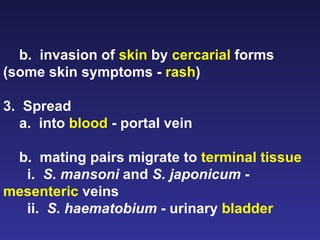 b.  invasion of  skin  by  cercarial  forms (some skin symptoms -  rash ) 3.  Spread a.  into  blood  - portal vein b.  mating pairs migrate to  terminal tissue i.  S. mansoni  and  S. japonicum  -  mesenteric  veins ii.  S. haematobium  - urinary  bladder 