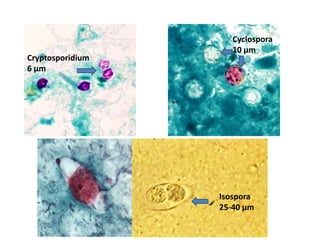 parasitology-images-for-neet-pgs-and-ugs-pptx