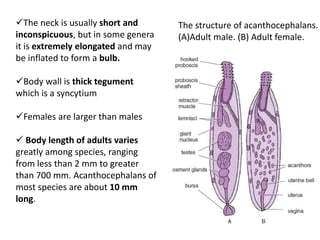 Parasites metazoan (cestode, nematode,acantho) | PPTX