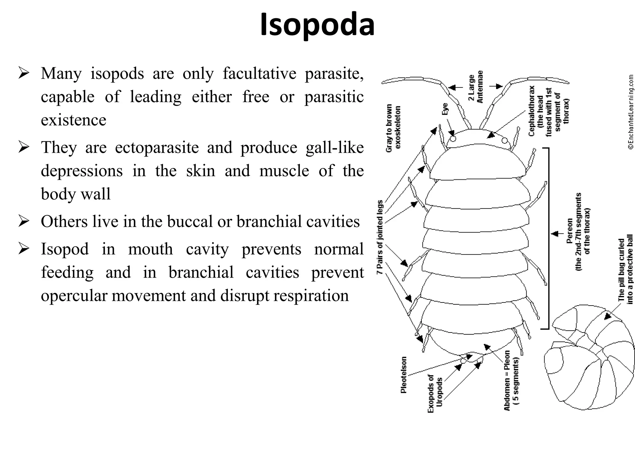 Fish Parasitology | PPTX
