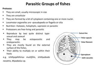 Parasitic Groups of fishes
Protozoa:
 They are small, usually microscopic in size
 They are unicellular
 They are formed by a bit of cytoplasm containing one or more nuclei.
 Locomotor organelles are –pseudopodia or flagella or cilia
 Nutrition –holozoic, holophytic, saprozoic or parasitic
 Protozoans are free-living and parasitic
Suture line
Polar capsule
Polar filament
Sporoplasm
Iodin vacuoles
 Reproduce by two quite distinct type-
sexual and asexual
 They may be ectoparasitic and
endoparasitic.
 They are mostly found on the external
surface of the fishes.
 Their ability to multiply on or within their
hosts
e.g. Ichthyophthirius multifiliis, Ichthyobodo
necatrix, Myxobolus sp.
 