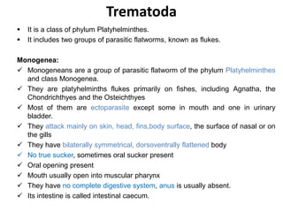 Trematoda
 It is a class of phylum Platyhelminthes.
 It includes two groups of parasitic flatworms, known as flukes.
Monogenea:
 Monogeneans are a group of parasitic flatworm of the phylum Platyhelminthes
and class Monogenea.
 They are platyhelminths flukes primarily on fishes, including Agnatha, the
Chondrichthyes and the Osteichthyes
 Most of them are ectoparasite except some in mouth and one in urinary
bladder.
 They attack mainly on skin, head, fins,body surface, the surface of nasal or on
the gills
 They have bilaterally symmetrical, dorsoventrally flattened body
 No true sucker, sometimes oral sucker present
 Oral opening present
 Mouth usually open into muscular pharynx
 They have no complete digestive system, anus is usually absent.
 Its intestine is called intestinal caecum.
 