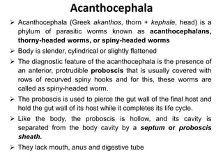 Acanthocephala
 Acanthocephala (Greek akanthos, thorn + kephale, head) is a
phylum of parasitic worms known as acanthocephalans,
thorny-headed worms, or spiny-headed worms
 Body is slender, cylindrical or slightly flattened
 The diagnostic feature of the acanthocephala is the presence of
an anterior, protrudible proboscis that is usually covered with
rows of recurved spiny hooks and for this, these worms are
called as spiny-headed worm.
 The proboscis is used to pierce the gut wall of the final host and
hold the gut wall of its host while it completes its life cycle.
 Like the body, the proboscis is hollow, and its cavity is
separated from the body cavity by a septum or proboscis
sheath.
 They lack mouth, anus and digestive tube
 