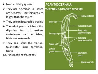  No circulatory system
 They are dioecious i.e. sexes
are separate; the females are
larger than the males
 They are endoparasitic worms
 The adult parasite infests the
digestive tract of various
vertebrates such as fishes,
birds and mammals
 They can infect the marine,
freshwater and terrestrial
hosts
e.g. Pallisentis ophiocephali
 