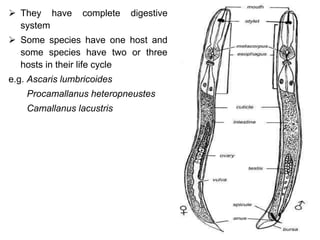  They have complete digestive
system
 Some species have one host and
some species have two or three
hosts in their life cycle
e.g. Ascaris lumbricoides
Procamallanus heteropneustes
Camallanus lacustris
 