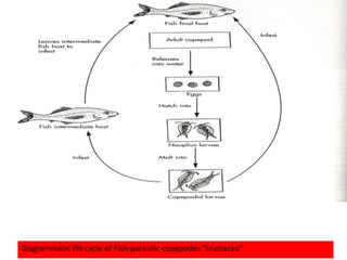 Diagrammatic life cycle of Fish-parasitic copepodes “crustacea”
 
