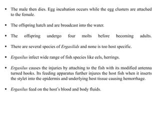  The male then dies. Egg incubation occurs while the egg clusters are attached
to the female.
 The offspring hatch and are broadcast into the water.
 The offspring undergo four molts before becoming adults.
 There are several species of Ergasilids and none is too host specific.
 Ergasilus infect wide range of fish species like eels, herrings.
 Ergasilus causes the injuries by attaching to the fish with its modified antenna
turned hooks. Its feeding apparatus further injures the host fish when it inserts
the stylet into the epidermis and underlying host tissue causing hemorrhage.
 Ergasilus feed on the host’s blood and body fluids.
 