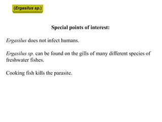 Special points of interest:
Ergasilus does not infect humans.
Ergasilus sp. can be found on the gills of many different species of
freshwater fishes.
Cooking fish kills the parasite.
(Ergasilus sp.)
 