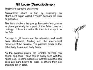 These are copepod organisms
Salmonicola attach to fish by burrowing an
attachment organ called a “bulla” beneath the skin
or gill tissue.
This bulla anchors the young Salmonicola organism
in place generally to a part of the fish’s bone or
cartilage. It lives its entire life then in that spot on
the fish.
Damage to gill tissues can be extensive, and result
from attachment, feeding and the mechanical
presence of the parasite. The parasite feeds on the
fish’s body tissue and body fluids.
As the parasite grows, the females develop two
caudal egg sacs. These can be easily seen with the
naked eye. In some species of Salmonicola the egg
sacs are dark brown to black in others they are
cream to tan in color.
 