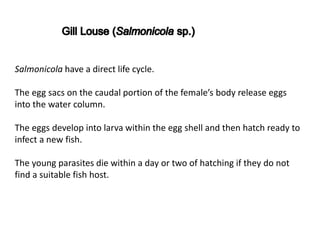 Salmonicola have a direct life cycle.
The egg sacs on the caudal portion of the female’s body release eggs
into the water column.
The eggs develop into larva within the egg shell and then hatch ready to
infect a new fish.
The young parasites die within a day or two of hatching if they do not
find a suitable fish host.
 