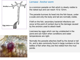 Lernaea - Anchor worm
is a common parasite on fish which is clearly visible to
the naked eye and can reach 10 to 12mm.
The parasite burrows its head into the fish tissue, under
a scale and only the body and tail are normally visible.
If left on the fish, secondary bacterial infections can
occur at the point of contact due to the damage caused
by the anchors used to attach itself.
Learnaea lay eggs which can lay undetected in the
pond and can hatch when conditions and water
temperatures are right.
Normally the parasite attaches itself by the dorsal or tail
fin, and is also commonly found in large numbers on the
bellies of fish when they are first netted from the mud
ponds.
 