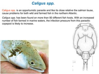 Caligus spp. is an opportunistic parasite and like its close relative the salmon louse,
cause problems for both wild and farmed fish in the northern Atlantic.
Caligus spp. has been found on more than 80 different fish hosts. With an increased
number of fish farmed in marine waters, the infection pressure from this parasitic
copepod is likely to increase.
Caligus spp.
 
