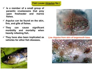 Fish Louse (Argulus Sp.)
Live Argulus from skin of largemouth bass.
 is a member of a small group of
parasitic crustaceans that prey
upon freshwater and marine
fishes.
 Argulus can be found on the skin,
fins, and gills of fishes.
 They can cause significant
morbidity and mortality when
heavily infesting fish.
 They have also been implicated as
vehicles for other fish diseases.
 