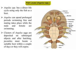 Fish Louse (Argulus spp.)
 Argulus spp. has a direct life
cycle using only the fish as a
host.
 Argulus can spend prolonged
periods swimming free and
mating takes place while the
male and female are
swimming.
 Clusters of Argulus eggs are
deposited on submerged
objects and after hatching,
juveniles must locate a
suitable host within a couple
of days or they will expire.
 