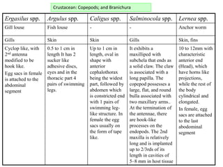 Crustacean: Copepods; and Branichura
Ergasilus spp. Argulus spp. Caligus spp. Salminocola spp. Lernea spp.
Gill louse Fish louse - - Anchor worm
Gills Skin Skin Gills Skin, fins
Cyclop like, with
2nd antenna
modified to be
hook like.
Egg sacs in female
is attached to the
abdominal
segment
0.5 to 1 cm in
length It has 2
sucker like
adhesive discs,
eyes and in the
thoracic part 4
pairs of swimming
legs.
Up to 1 cm in
length, oval in
shape with
anterior
cephalothorax
being the widest
part, followed by
abdomen which
is constricted end
with 1 pairs of
swimming leg-
like structure. In
female the egg
sacs usually on
the form of tape
like.
It exhibits a
maxilliped with
subchela that ends as
a solid claw. The claw
is associated with a
long papilla. The
copepod possesses a
large, flat, and round
bulla associated with
two maxillary arms..
At the termination of
the antennae, there
are hook-like
processes on the
endopods. The 2nd
maxilla is relatively
long and is implanted
up to 2/3rds of its
length in cavities of
5–8 mm in host tissue
10 to 12mm with
characteristic
anterior end
(Head), which
have horns like
projections,
while the rest of
the body
cylindrical and
elongated.
In female, egg
sacs are attached
to the last
abodominal
segment
 
