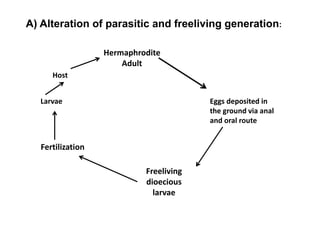 Hermaphrodite
Adult
Eggs deposited in
the ground via anal
and oral route
Freeliving
dioecious
larvae
Fertilization
Larvae
Host
A) Alteration of parasitic and freeliving generation:
 