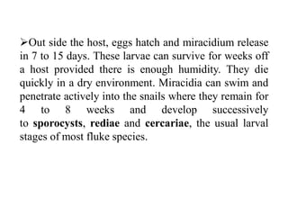 Introduction to class Trematoda and Fasciola hepatica | PDF